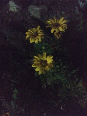 IMG_20160722_212918883.jpg