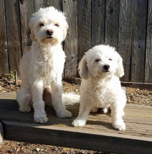My Dogs.jpg