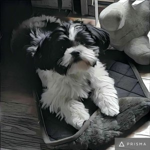 My Oreo Cookie Monster.jpg