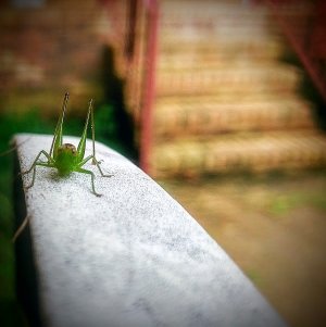 grasshopper_1.jpg