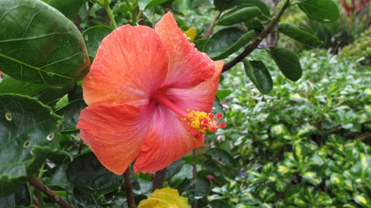 Hibiscus.jpg