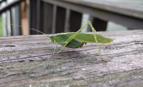 IMG_20160918_073907.jpg