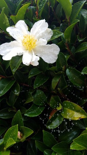 Rainy day camellia.jpg
