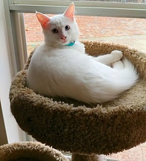 dasher october 2016.jpg