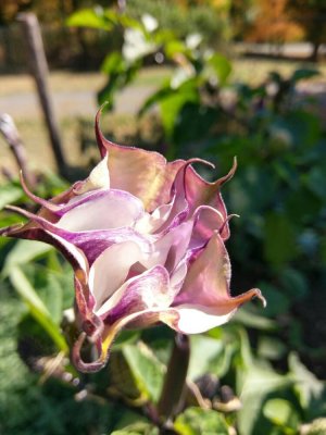IMAG0094.jpg