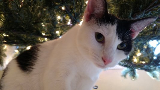 cats (1).jpg