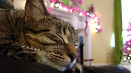 cats (2).jpg