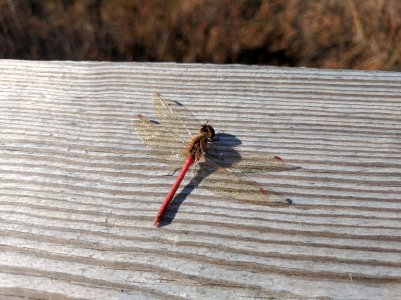 IMG_20161105_132514.jpg