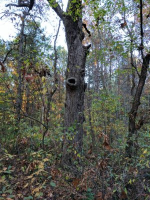 IMG_20161105_175330.jpg