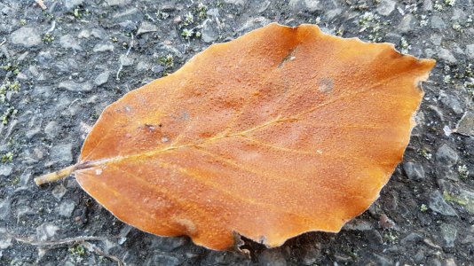 20161106_090739.jpg