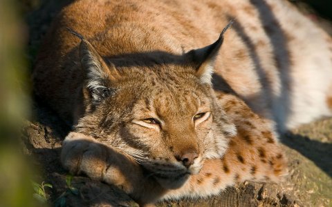 baby-cougar-wallpaper-1440x900-0012.jpg