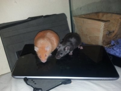 CameraZOOM-20121230164050320.jpg