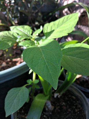 IMG_20161020_165117.jpg