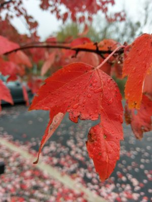 IMAG0267.jpg