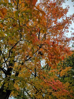 IMG_20161022_123823.jpg