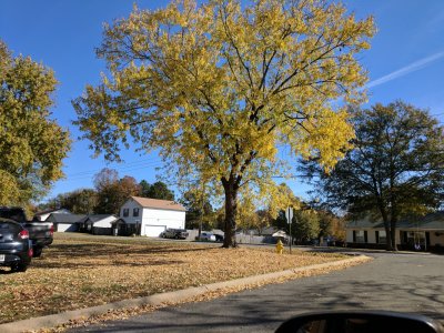 trees (1).jpg