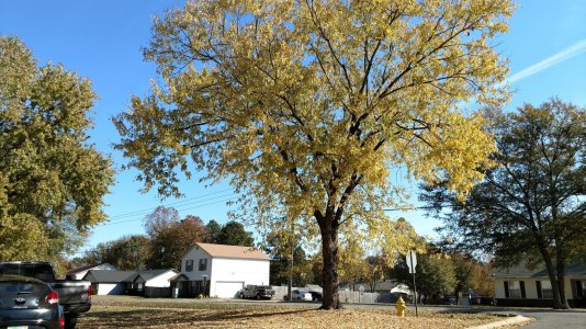 trees (2) - Copy.jpg