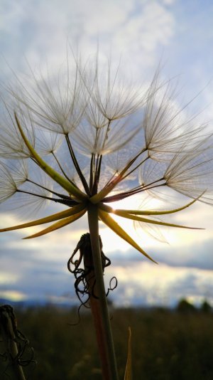 Western Salsify.jpg