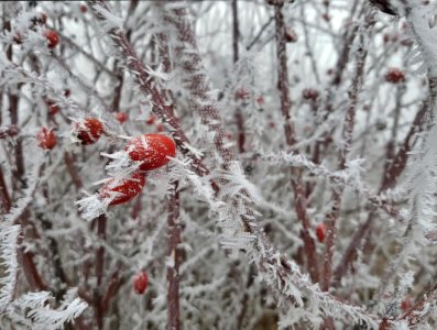 frozen fruit.jpg