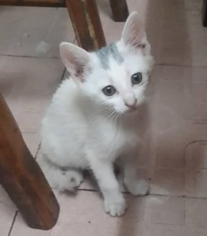 kitten.jpg
