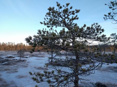 lauhanvuori_frozen.jpg