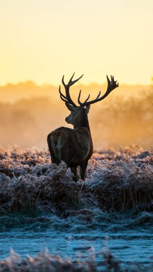 beautiful_reindeer_wallpaper.jpg