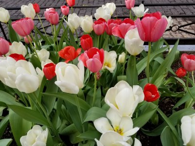 2017-04-20 15.54.37.jpg