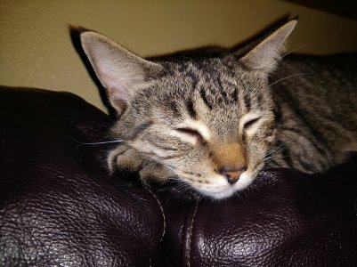 cat01.jpg