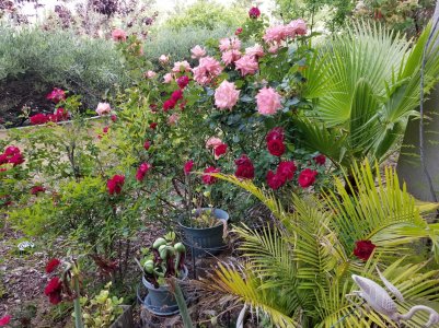 20170425_100132.jpg