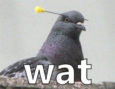 Wat-Pigeon-Funny-Bird.jpg