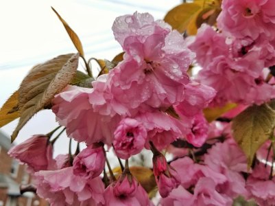 20170426_090244-01.jpg