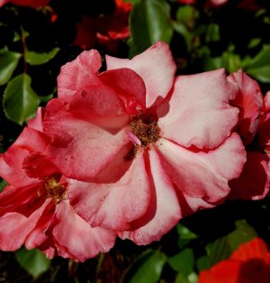 20170426_155641.jpg