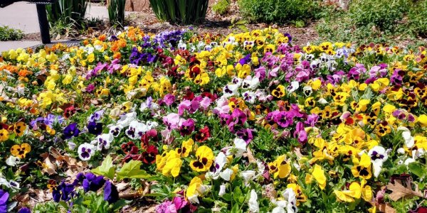 Flowers.jpg