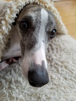 2017-04-20 12.30.19.jpg
