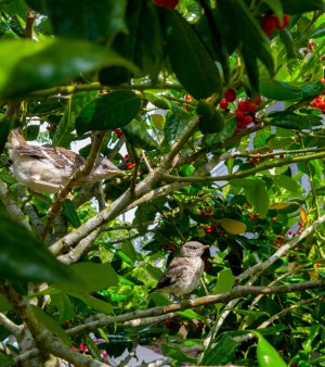 Two In The Bush.jpg