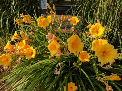 IMG_20170720_175556.jpg