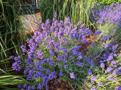 IMG_20170720_175600.jpg
