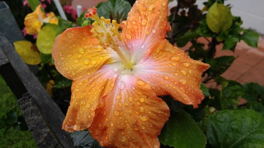 flower at home.jpg
