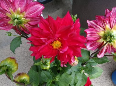 IMG_20170603_124547.jpg