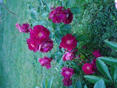 20170514_155917[1].jpg