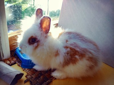 rabbit.jpg
