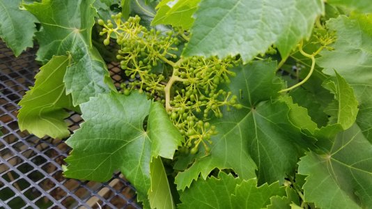 Grapes (1).jpg