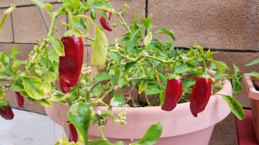 Peppers.jpg