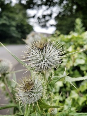 20170626_175303-01.jpg