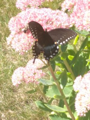 IMG_20170909_132137.jpg