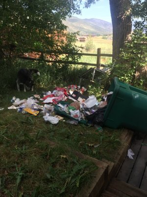 beartrash.jpg
