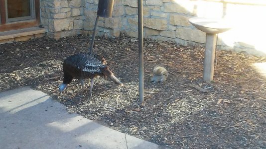 Turkey and Squrrel.jpg