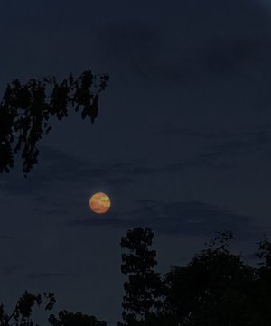 IMG_8078.JPG