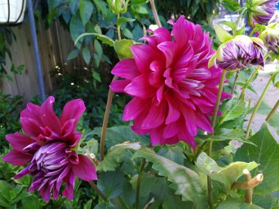 IMG_20170713_103349.jpg