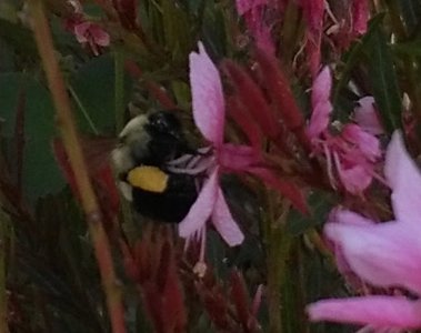 Big Bee.jpg